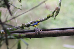 Euphonia laniirostris