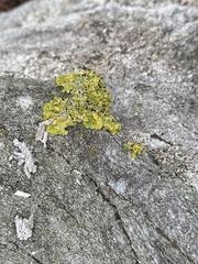 Xanthoria parietina