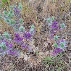 Eryngium leavenworthii