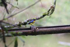 Euphonia laniirostris