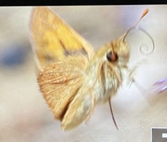 Ochlodes agricola