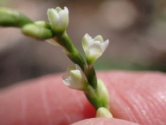 Persicaria punctata