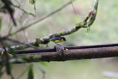 Euphonia laniirostris