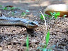 Conophis lineatus