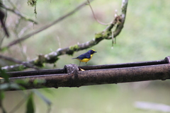 Euphonia laniirostris