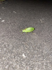 Pterophylla camellifolia