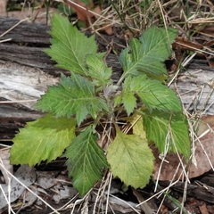 Senecioninae