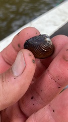 Corbicula fluminea
