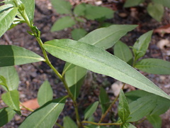 Persicaria punctata