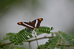 Adelpha