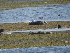 Chroicocephalus cirrocephalus