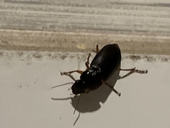 Harpalus pensylvanicus