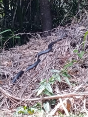 Pseudechis porphyriacus