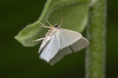 Maxates melancholica