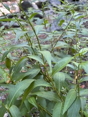 Persicaria punctata