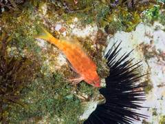 Cyprinocirrhites polyactis