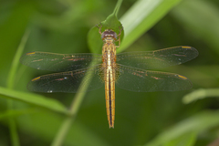 Crocothemis servilia