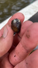Corbicula fluminea