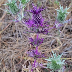 Eryngium leavenworthii