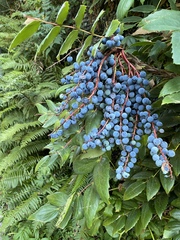 Berberis nervosa