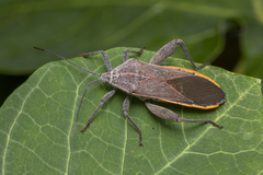 Physomerus grossipes