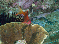 Cyprinocirrhites polyactis