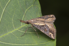 Hypena