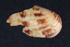 Alcithoe arabica