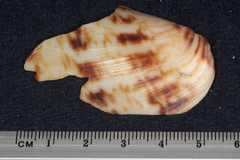 Alcithoe arabica