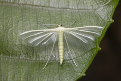 Pterophorus lacteipennis