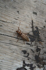 Ortholeptura valida