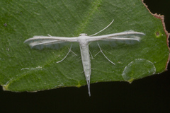 Pterophorus lacteipennis