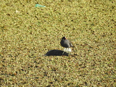 Gallinula galeata