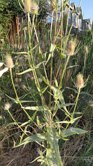 Dipsacus fullonum