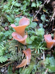Guepinia helvelloides