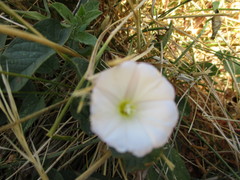 Calystegia subacaulis