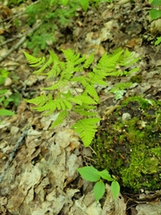 Gymnocarpium dryopteris