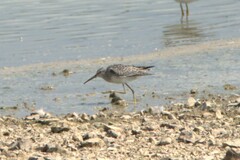 Calidris himantopus