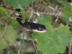 Coluber constrictor priapus