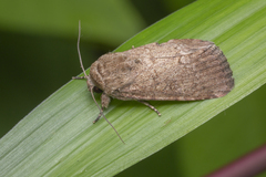 Agrotis segetum