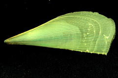 Atrina zelandica