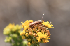 Crossidius testaceus