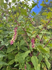 Phytolacca americana