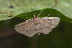 Protonoceras