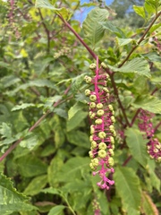 Phytolacca americana