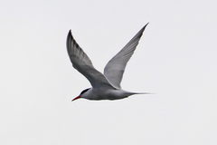 Sterna hirundo