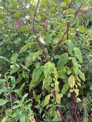 Phytolacca americana