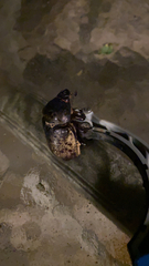 Dynastes tityus