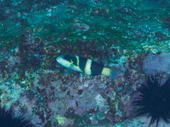 Thalassoma nigrofasciatum