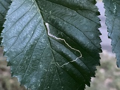 Stigmella multispicata